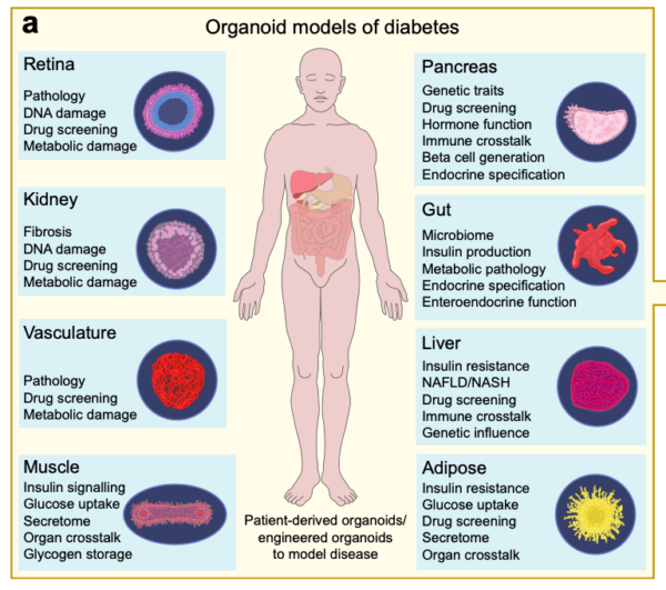 Editor S Choice Diabetologia