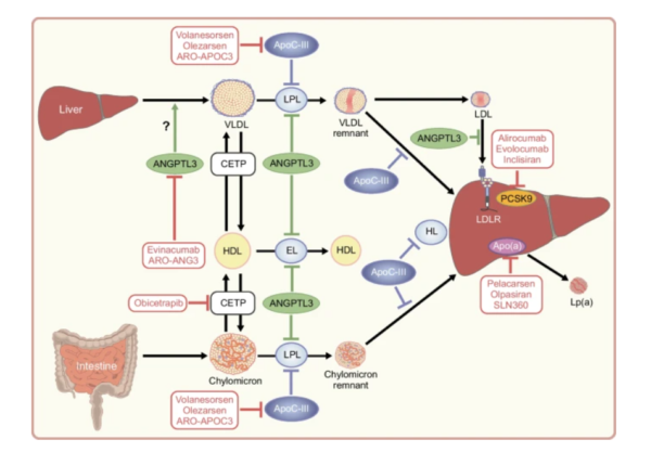Beliard graphical abstract