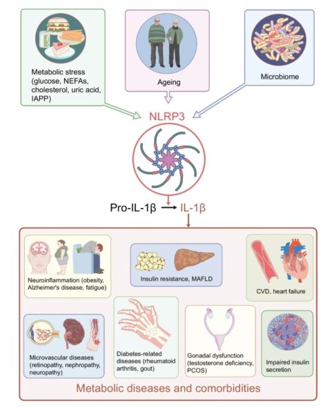 Meier graphical abstract